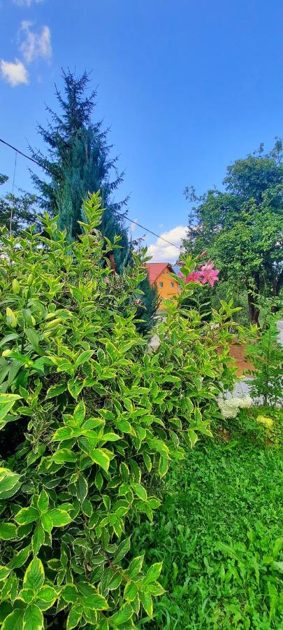 Casa Andreea Si Grigore Ursu Борша Екстер'єр фото